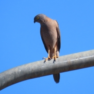 Accipiter fasciatus at Tharwa, ACT - 8 Aug 2023