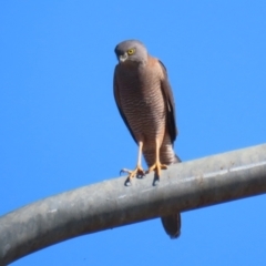 Accipiter fasciatus at Tharwa, ACT - 8 Aug 2023