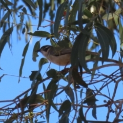 Melithreptus brevirostris (Brown-headed Honeyeater) at Gigerline Nature Reserve - 8 Aug 2023 by RodDeb