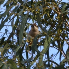 Melithreptus brevirostris at Booth, ACT - 8 Aug 2023 02:14 PM