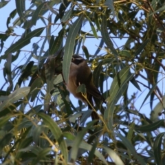 Melithreptus brevirostris at Booth, ACT - 8 Aug 2023 02:14 PM