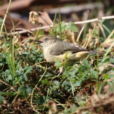 Acanthiza reguloides (Buff-rumped Thornbill) at Gigerline Nature Reserve - 8 Aug 2023 by RodDeb