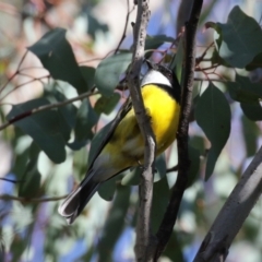 Pachycephala pectoralis (Golden Whistler) at Gigerline Nature Reserve - 8 Aug 2023 by RodDeb