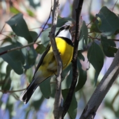 Pachycephala pectoralis at Booth, ACT - 8 Aug 2023