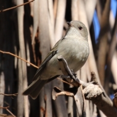 Pachycephala pectoralis at Booth, ACT - 8 Aug 2023