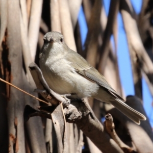 Pachycephala pectoralis at Booth, ACT - 8 Aug 2023