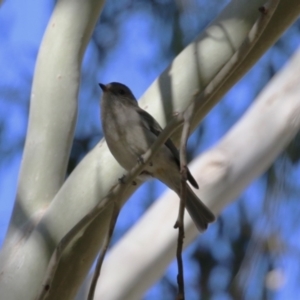 Pachycephala pectoralis at Booth, ACT - 8 Aug 2023