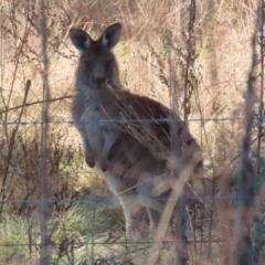 Macropus giganteus (Eastern Grey Kangaroo) at Gigerline Nature Reserve - 8 Aug 2023 by RodDeb