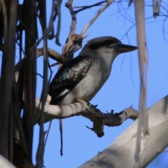 Dacelo novaeguineae (Laughing Kookaburra) at Gigerline Nature Reserve - 8 Aug 2023 by RodDeb