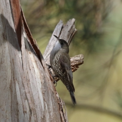 Cormobates leucophaea (White-throated Treecreeper) at Gigerline Nature Reserve - 8 Aug 2023 by RodDeb