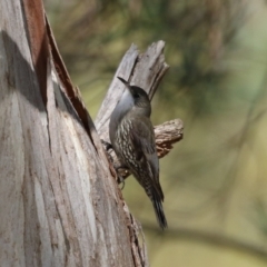 Cormobates leucophaea (White-throated Treecreeper) at Booth, ACT - 8 Aug 2023 by RodDeb