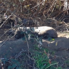 Vombatus ursinus (Common wombat, Bare-nosed Wombat) at Tuggeranong, ACT - 8 Aug 2023 by RodDeb