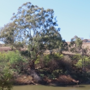 Vombatus ursinus at Tuggeranong, ACT - 8 Aug 2023