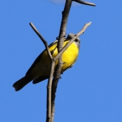 Eopsaltria australis (Eastern Yellow Robin) at Gigerline Nature Reserve - 8 Aug 2023 by RodDeb