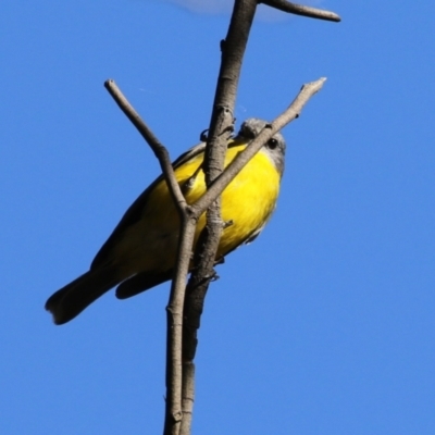 Eopsaltria australis (Eastern Yellow Robin) at Gigerline Nature Reserve - 8 Aug 2023 by RodDeb