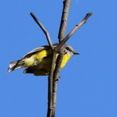 Eopsaltria australis at Booth, ACT - 8 Aug 2023