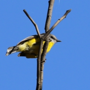 Eopsaltria australis at Booth, ACT - 8 Aug 2023 01:11 PM