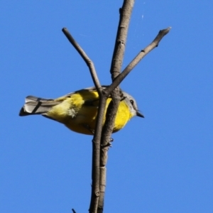 Eopsaltria australis at Booth, ACT - 8 Aug 2023