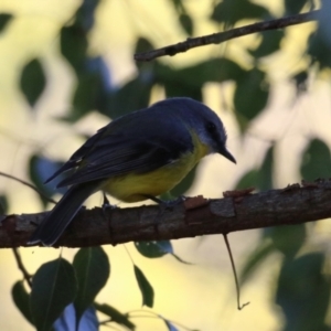 Eopsaltria australis at Booth, ACT - 8 Aug 2023 01:11 PM