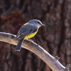 Eopsaltria australis at Booth, ACT - 8 Aug 2023 01:11 PM