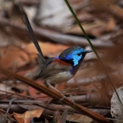 Malurus lamberti (Variegated Fairywren) at Capalaba, QLD - 8 Aug 2023 by TimL