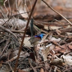 Malurus lamberti at Capalaba, QLD - 8 Aug 2023 11:37 AM