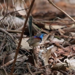 Malurus lamberti at Capalaba, QLD - 8 Aug 2023 11:37 AM