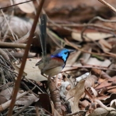Malurus lamberti at Capalaba, QLD - 8 Aug 2023 11:37 AM