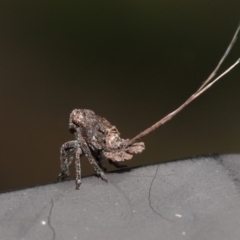 Eurybrachyidae (family) (A large broad-frons Planthopper) at Capalaba, QLD - 8 Aug 2023 by TimL