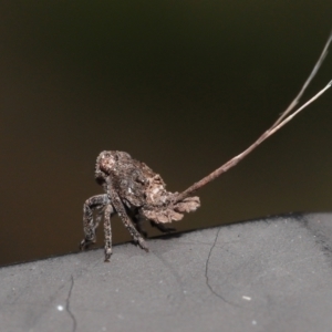 Eurybrachyidae (family) at Capalaba, QLD - 8 Aug 2023 12:00 PM