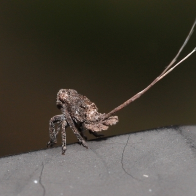 Eurybrachyidae (family) (A large broad-frons Planthopper) at Capalaba, QLD - 8 Aug 2023 by TimL