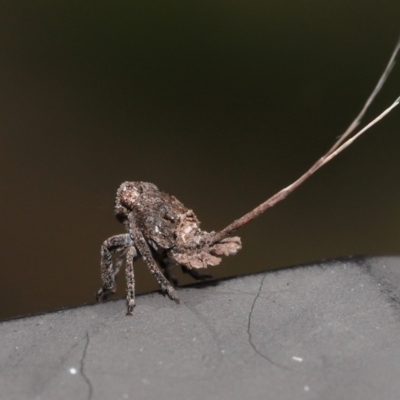 Unidentified Leafhopper or planthopper (Hemiptera, several families) at Capalaba, QLD - 8 Aug 2023 by TimL