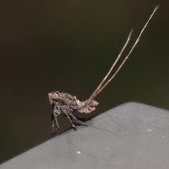 Eurybrachyidae (family) at Capalaba, QLD - 8 Aug 2023 12:00 PM
