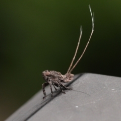 Eurybrachyidae (family) at Capalaba, QLD - 8 Aug 2023 12:00 PM