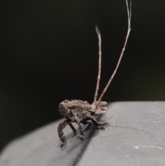 Eurybrachyidae (family) at Capalaba, QLD - 8 Aug 2023 12:00 PM