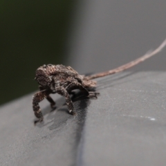 Eurybrachyidae (family) at Capalaba, QLD - 8 Aug 2023 12:00 PM