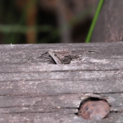 Unidentified Skink at Capalaba, QLD - 8 Aug 2023 by TimL