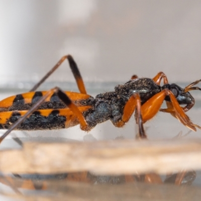 Ectomocoris patricius (Ground assassin bug) at QPRC LGA - 8 Aug 2023 by MarkT
