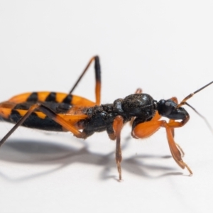 Ectomocoris patricius at Jerrabomberra, NSW - 8 Aug 2023