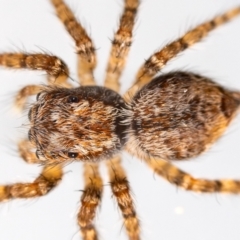 Servaea incana at Jerrabomberra, NSW - suppressed