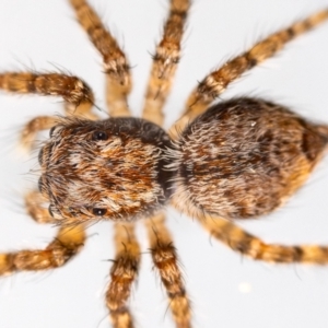 Servaea incana at Jerrabomberra, NSW - suppressed