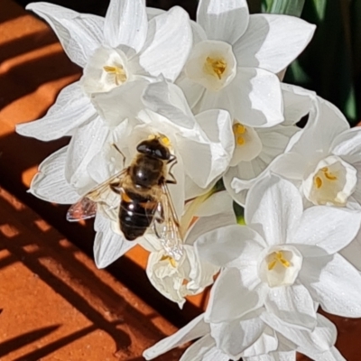 Eristalis tenax (Drone fly) at Isaacs, ACT - 9 Aug 2023 by Mike