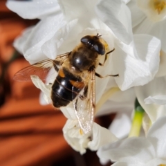 Eristalis tenax at Isaacs, ACT - 9 Aug 2023