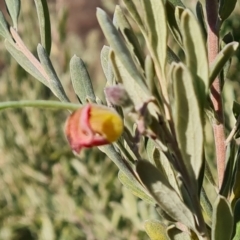 Grevillea arenaria subsp. arenaria (Nepean Spider Flower) at Isaacs Ridge and Nearby - 8 Aug 2023 by Mike