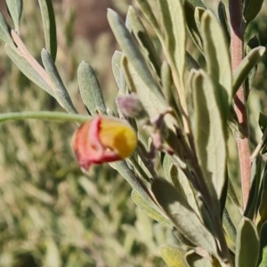 Grevillea arenaria subsp. arenaria at Isaacs, ACT - 8 Aug 2023