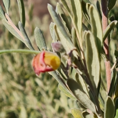 Grevillea arenaria subsp. arenaria (Nepean Spider Flower) at Isaacs Ridge and Nearby - 8 Aug 2023 by Mike