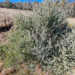 Grevillea arenaria subsp. arenaria at Isaacs, ACT - 8 Aug 2023