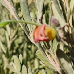 Grevillea arenaria subsp. arenaria at Isaacs, ACT - 8 Aug 2023 03:20 PM