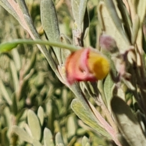 Grevillea arenaria subsp. arenaria at Isaacs, ACT - 8 Aug 2023