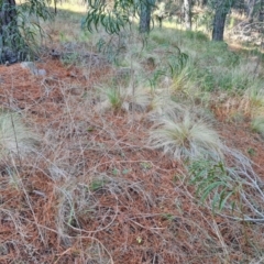 Nassella trichotoma (Serrated Tussock) at Isaacs Ridge and Nearby - 8 Aug 2023 by Mike
